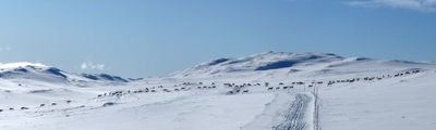 Rentiere auf der Auversvatn-Loipe